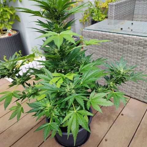 Zamnesia Northern Lights Automatic growlog timeline photo