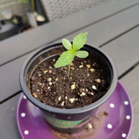FastBuds42 Gelato Auto growlog timeline photo