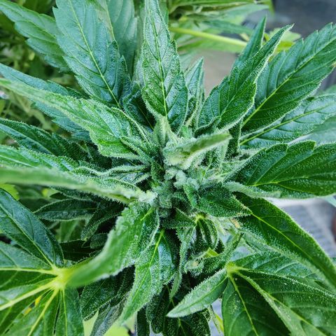 Zamnesia Northern Lights Automatic growlog timeline photo