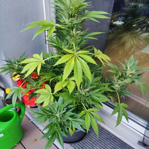 Zamnesia Northern Lights Automatic growlog timeline photo