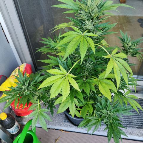Zamnesia Northern Lights Automatic growlog timeline photo