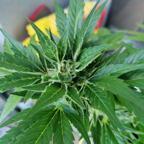 Zamnesia Northern Lights Automatic growlog timeline photo