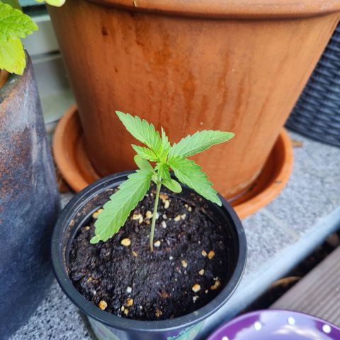 FastBuds42 Gelato Auto growlog timeline photo