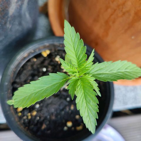 FastBuds42 Gelato Auto growlog timeline photo