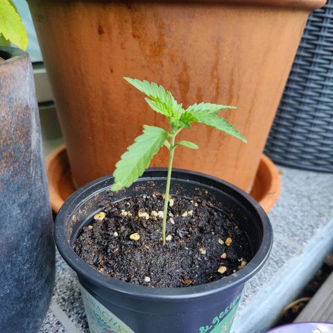 FastBuds42 Gelato Auto growlog timeline photo