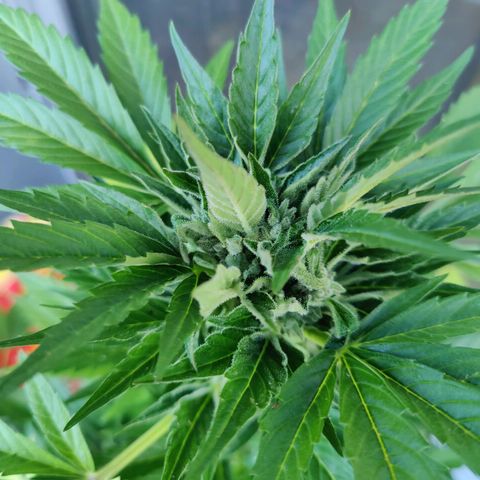 Zamnesia Northern Lights Automatic growlog timeline photo