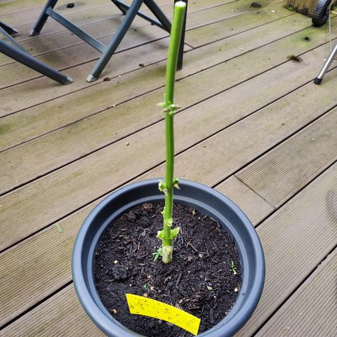 Zamnesia Northern Lights Automatic growlog timeline photo