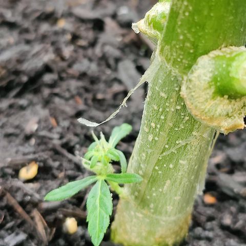 Zamnesia Northern Lights Automatic growlog timeline photo