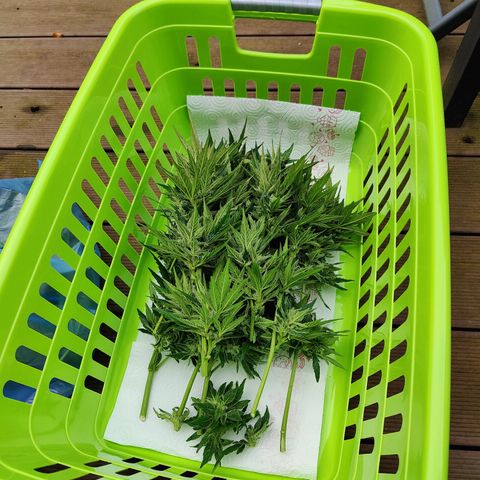 Zamnesia Northern Lights Automatic growlog timeline photo