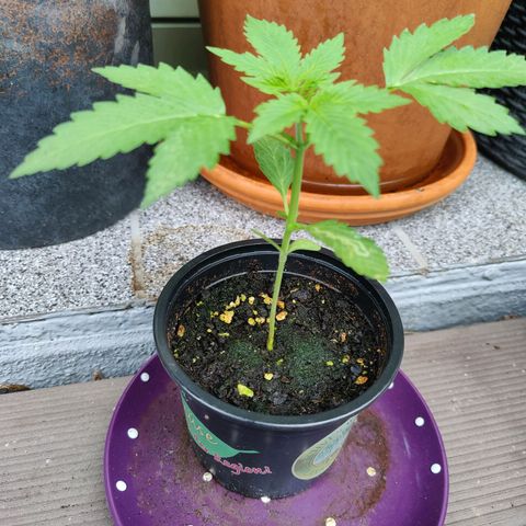 FastBuds42 Gelato Auto growlog timeline photo