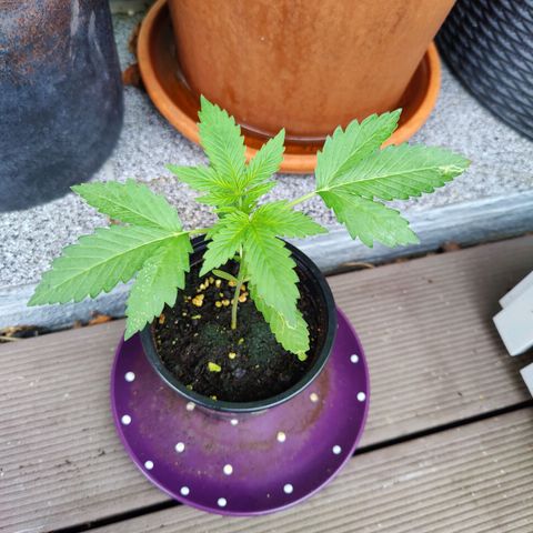FastBuds42 Gelato Auto growlog timeline photo