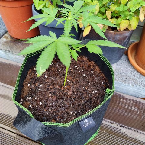 FastBuds42 Gelato Auto growlog timeline photo
