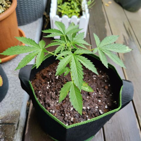 FastBuds42 Gelato Auto growlog timeline photo