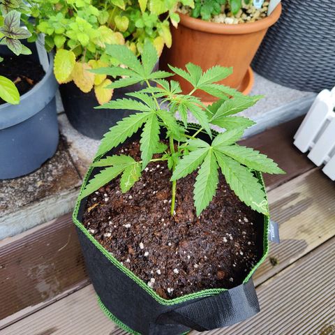 FastBuds42 Gelato Auto growlog timeline photo