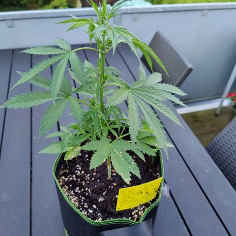 FastBuds42 Gelato Auto growlog timeline photo