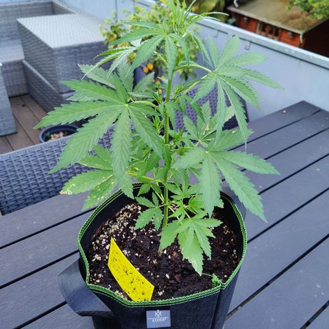 FastBuds42 Gelato Auto growlog timeline photo