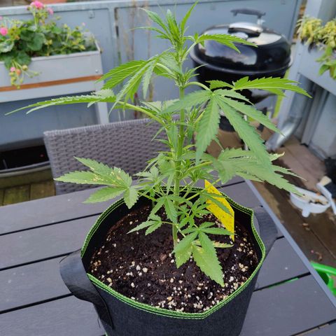 FastBuds42 Gelato Auto growlog timeline photo