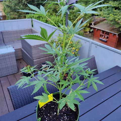 FastBuds42 Gelato Auto growlog photo: Lollipoping