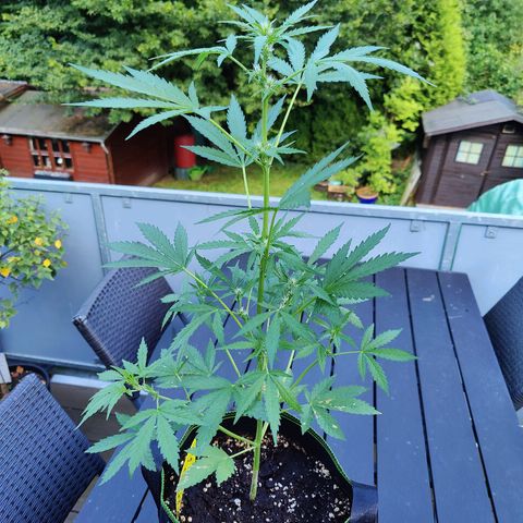 FastBuds42 Gelato Auto growlog photo: Lollipoping