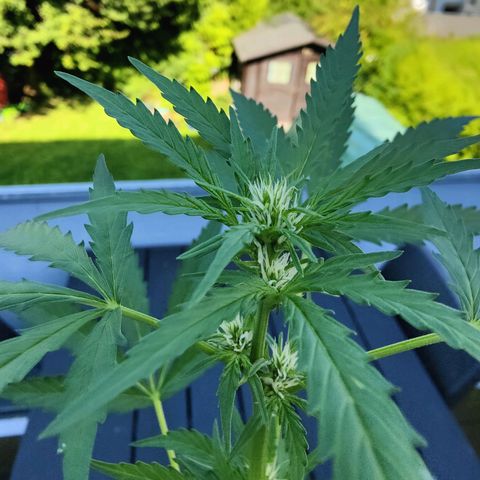 FastBuds42 Gelato Auto growlog photo: Lollipoping