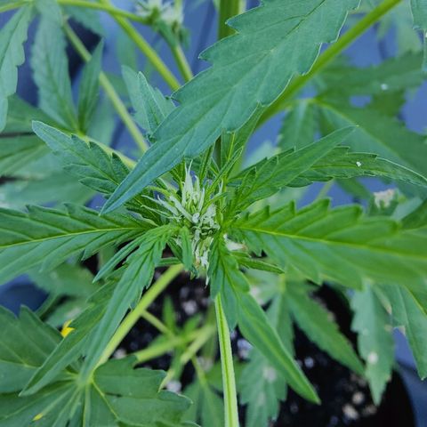 FastBuds42 Gelato Auto growlog photo: Lollipoping