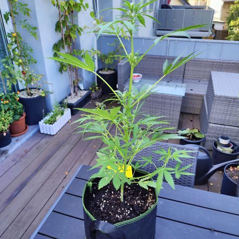 FastBuds42 Gelato Auto growlog photo: Lollipoping