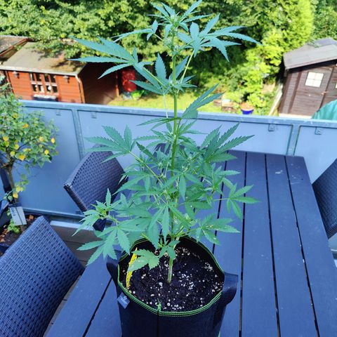 FastBuds42 Gelato Auto growlog photo: Lollipoping