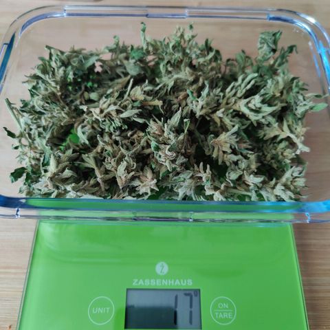 Zamnesia Northern Lights Automatic growlog timeline photo