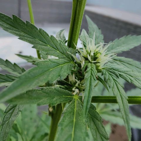 FastBuds42 Gelato Auto growlog timeline photo