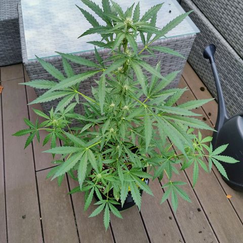 FastBuds42 Gelato Auto growlog timeline photo
