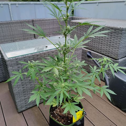 FastBuds42 Gelato Auto growlog timeline photo