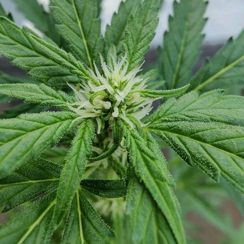 FastBuds42 Gelato Auto growlog timeline photo