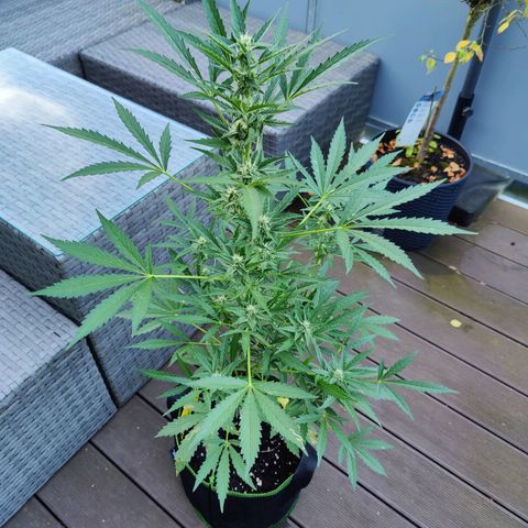 FastBuds42 Gelato Auto growlog timeline photo