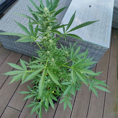 FastBuds42 Gelato Auto growlog timeline photo