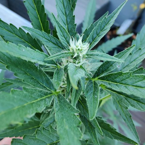 FastBuds42 Gelato Auto growlog timeline photo