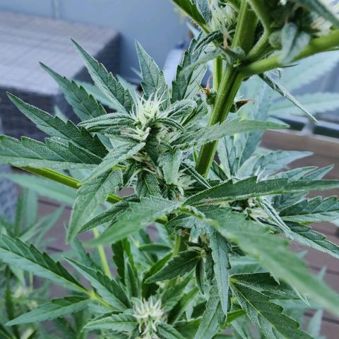 FastBuds42 Gelato Auto growlog timeline photo
