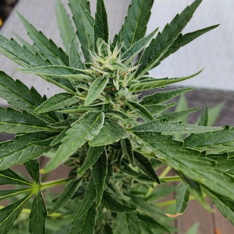FastBuds42 Gelato Auto growlog timeline photo