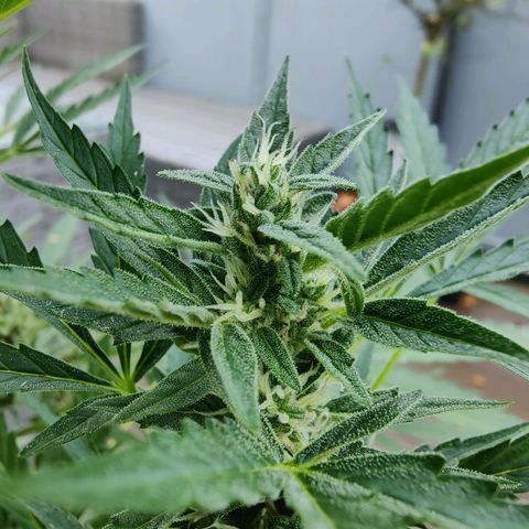 FastBuds42 Gelato Auto growlog timeline photo