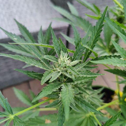 FastBuds42 Gelato Auto growlog timeline photo