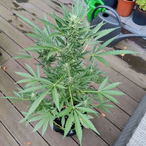 FastBuds42 Gelato Auto growlog timeline photo
