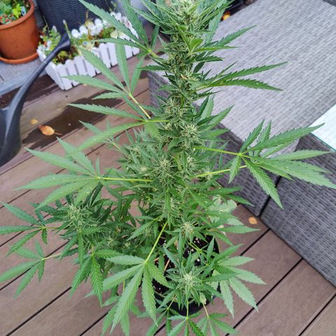 FastBuds42 Gelato Auto growlog timeline photo