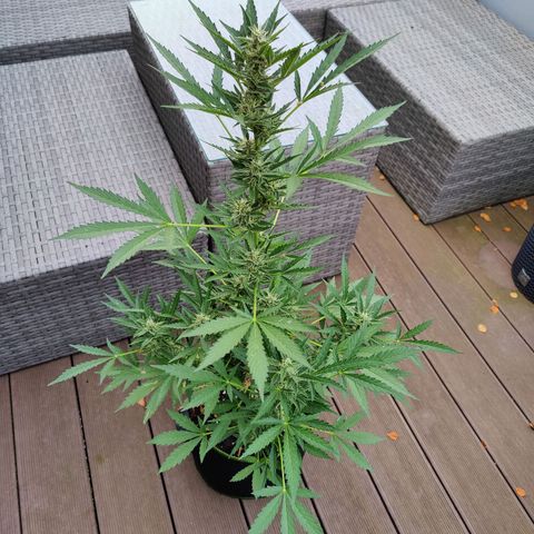 FastBuds42 Gelato Auto growlog timeline photo