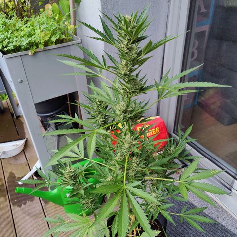 FastBuds42 Gelato Auto growlog timeline photo