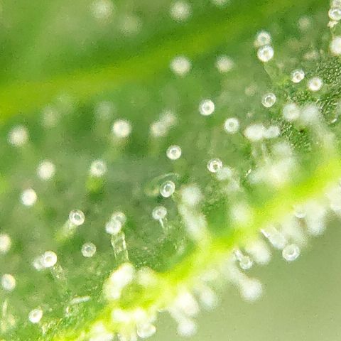 FastBuds42 Gelato Auto growlog timeline photo