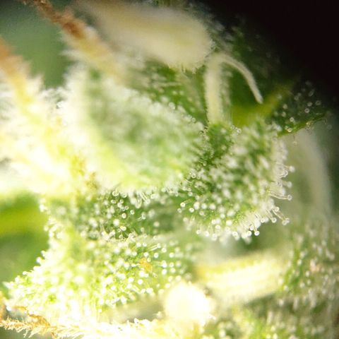 FastBuds42 Gelato Auto growlog timeline photo