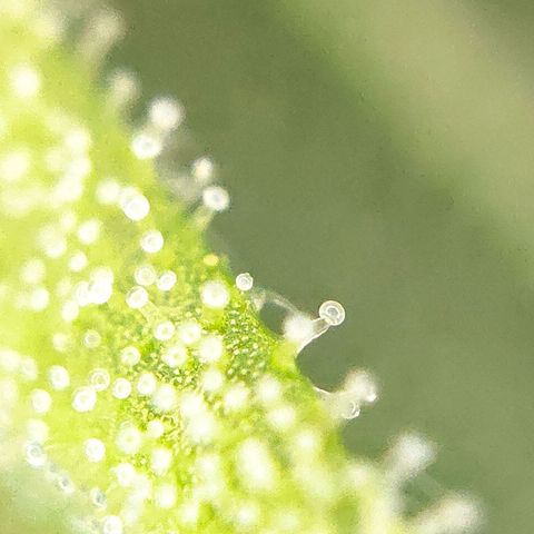 FastBuds42 Gelato Auto growlog timeline photo
