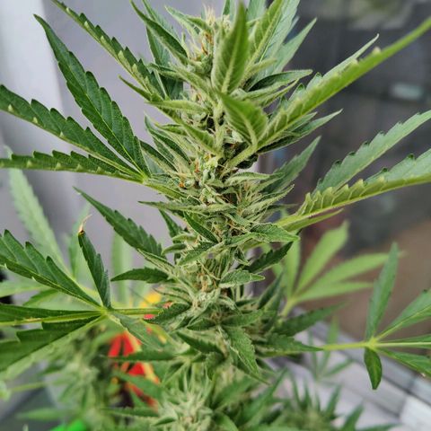 FastBuds42 Gelato Auto growlog timeline photo