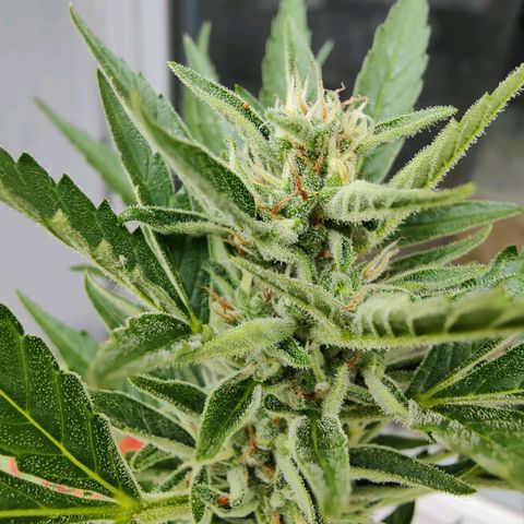 FastBuds42 Gelato Auto growlog timeline photo