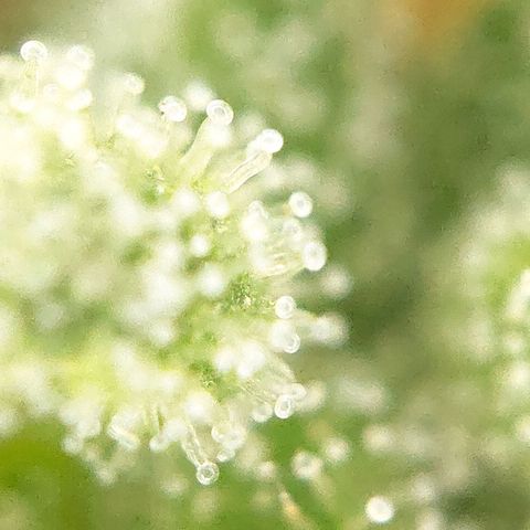FastBuds42 Gelato Auto growlog timeline photo