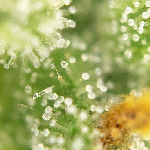 FastBuds42 Gelato Auto growlog timeline photo